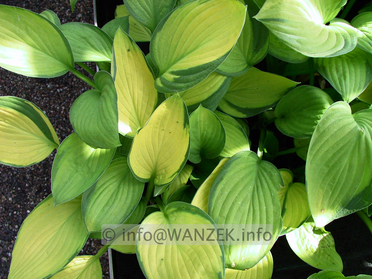 Hosta Hybride Janet mit Janet Blue vermischt 1.jpg